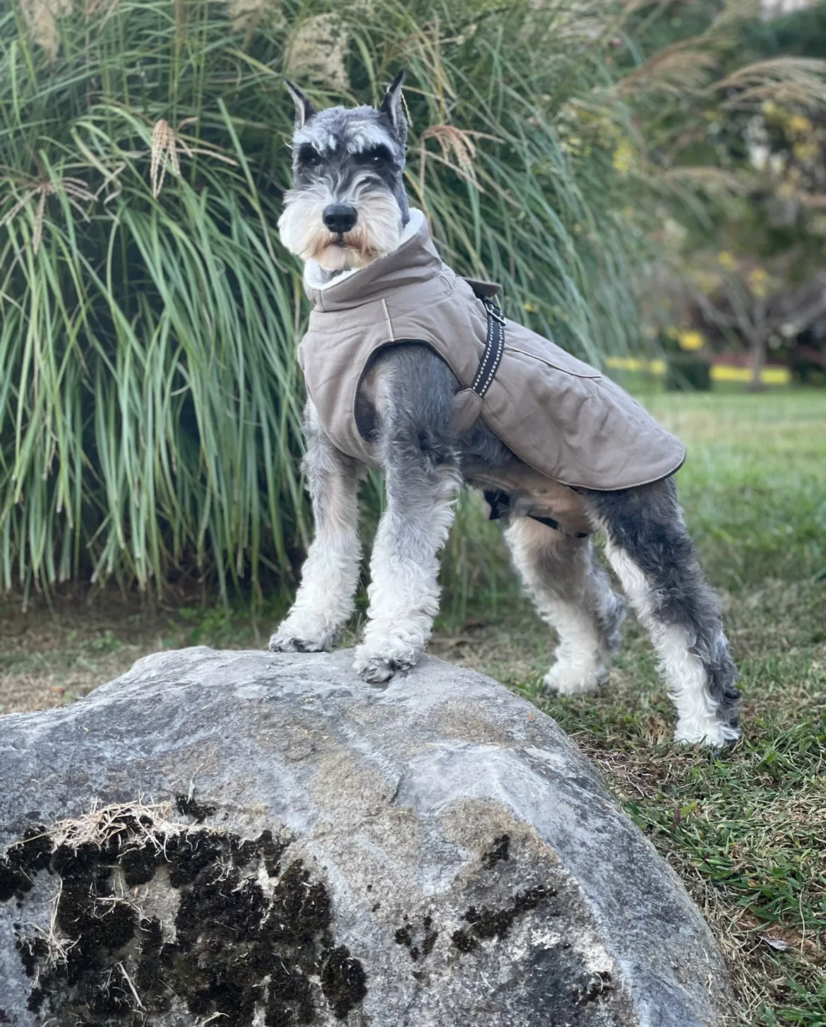 Alpine Tuf Terrain Dog Winter Coats